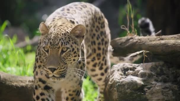 Leopard walking between trees in forest — Video