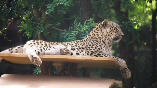 Léopard couché sur la plaque de bois — Video