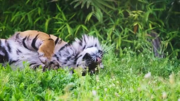 老虎背靠在草地上 — 图库视频影像