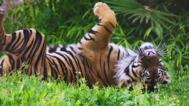 Playful tiger turning on its back — Stock Video