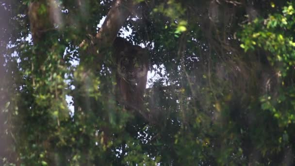 Szumátrai tigris rejtőzik a fában. — Stock videók