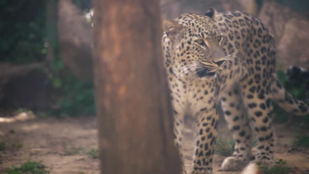 Leopard looking to the camera. — Video