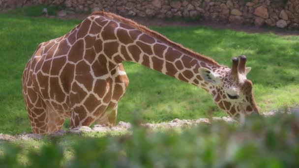Zürafa hayvanat bahçesinde ot yiyor. — Stok video
