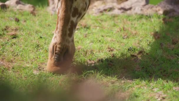 Närbild av giraffer mun äta gräs — Stockvideo