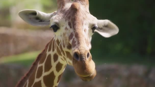 Giraff tugga gräs — Stockvideo