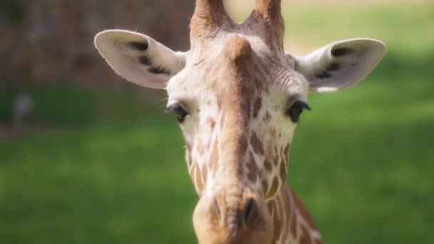 Somali Giraffe chewing grass — Stockvideo