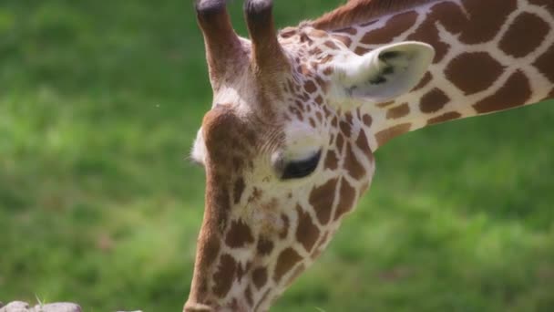Giraff på naturlig grön bakgrund — Stockvideo