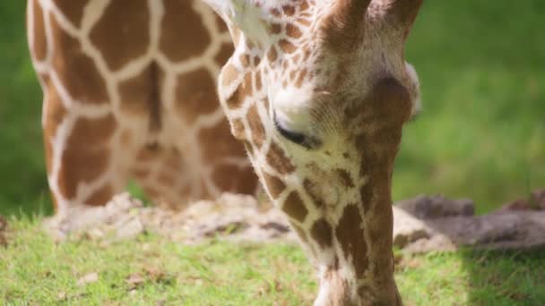 Närbild av en giraff som äter gräs — Stockvideo
