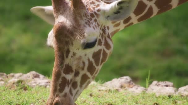 Somalisk giraff äter gräs — Stockvideo