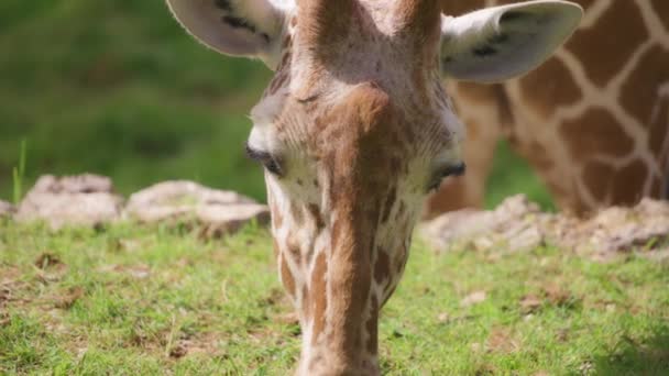 Giraffe eating grass on a sunny day — Stockvideo