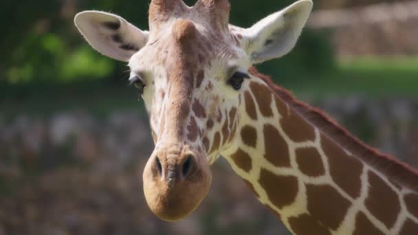 Giraffe blickt in die Kamera — Stockvideo