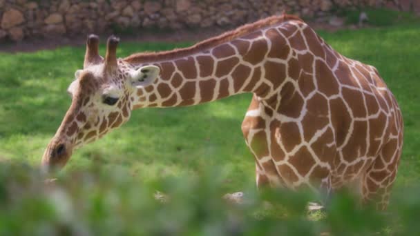 Somalisk giraff äter gräs i djurparken — Stockvideo