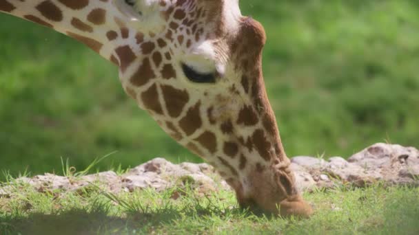 Giraffe eating and chewing grass — Stok video