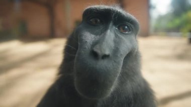 Makak tuhaf bir şekilde kameraya bakıyor.