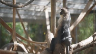 Macaque hayvanat bahçesindeki kütüklerin üzerinde oturuyor.