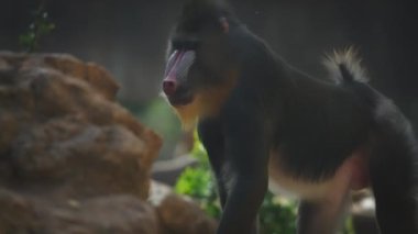 Mandrill kayaların arasında yürüyor.