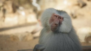 Maymun sırtını kaşıyor.