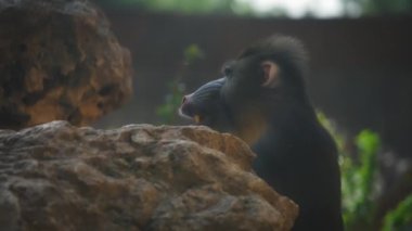 Mandrill kayaların arasında oturuyor. 