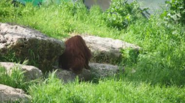 Orangutan kayalıklara uzanıyor.