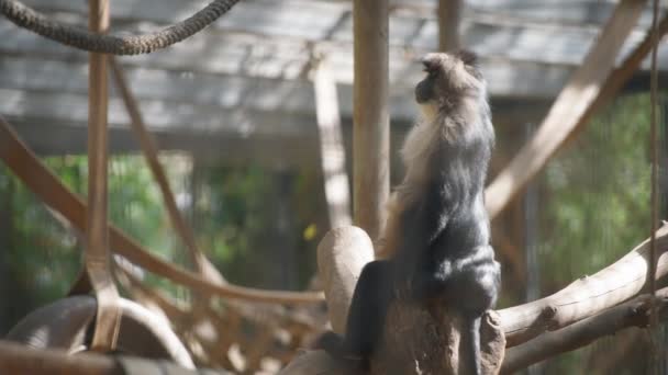 Macaco sentado en los troncos del zoológico — Vídeo de stock