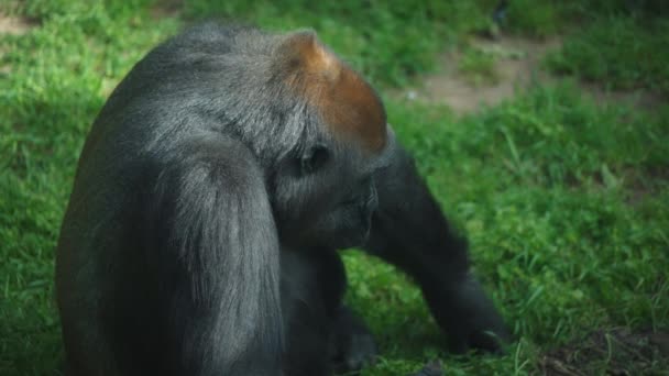 Big black gorilla sitting on the ground — Vídeo de Stock
