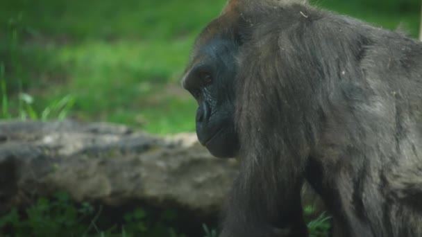 Western Lowland Gorilla looking around — Vídeo de Stock