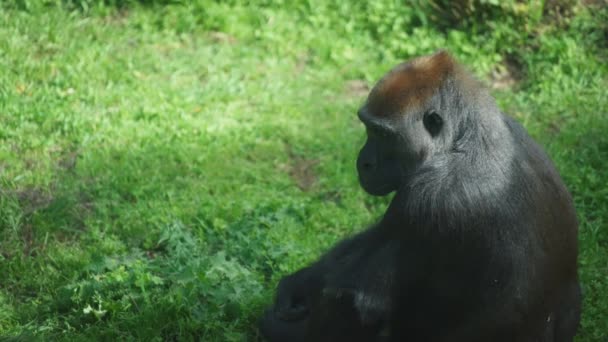 Gorilla sitting on the ground — Vídeo de Stock