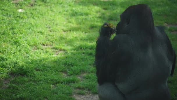 Big black gorilla eating weeds — Vídeo de Stock