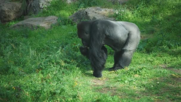 Gorilla eating grass in the forest — Vídeo de Stock