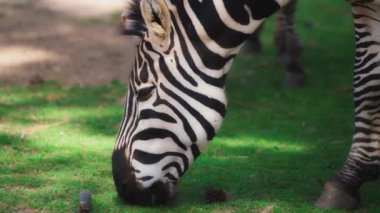 Ot yiyen bir Zebra 'ya yaklaş.