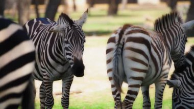 Güneşli bir günde otlayan zebra sürüsü