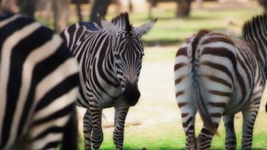 Otlayan Haydutlar sürüsü Zebralar