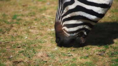 Zebralar ot yiyor.