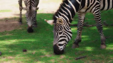 Çimen yiyen zebra sürüsüne yakın.