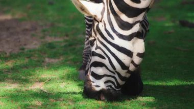 Zebralar yeşil çayırlarda otluyor.