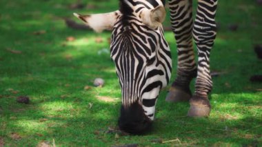 Çim yeme bir Zebra yakın çekim