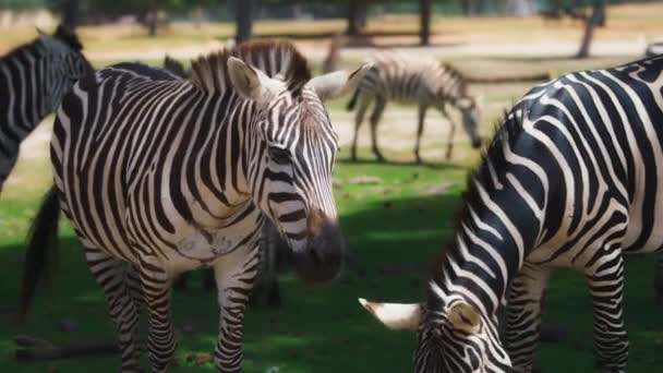 Herd of zebras grazing on green pasture — Stockvideo