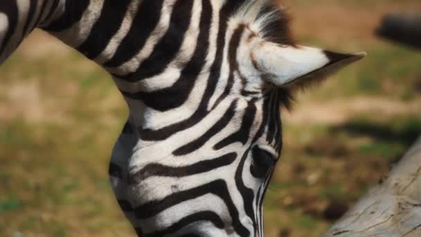 Zebra grazing next to a wooden log — Stockvideo