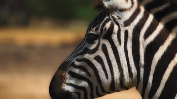 Zebra on natural blurred background — Stockvideo