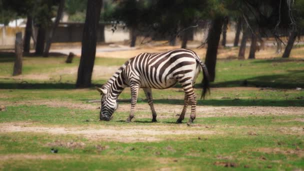 Zebra grazing on the meadow — Stockvideo