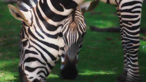 Two Grants Zebras eating grass — Stockvideo