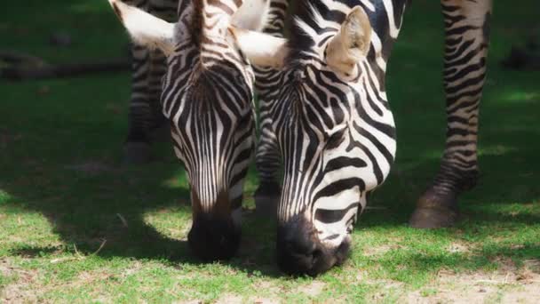 Dvě zebry jedí trávu na pastvinách — Stock video