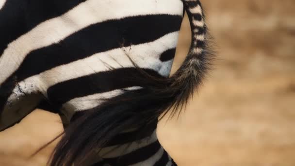 Close up of zebras tail — ストック動画