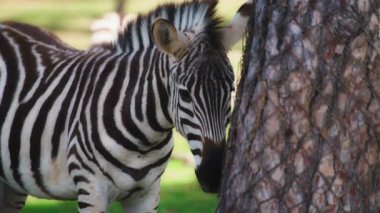 Zebra ağaç gövdesinin yanında duruyor.