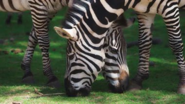 İki zebra nazikçe çayırlarda otluyor.