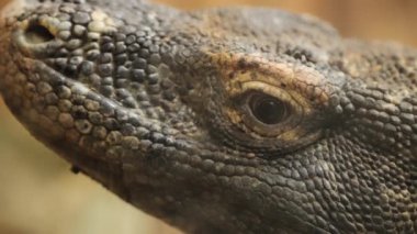 Komodo ejderhaları karşı karşıya