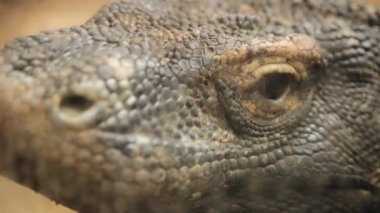 Komodo gözleri izliyor.