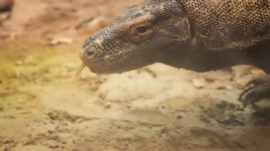 Dili titreyen Komodo ejderhası.