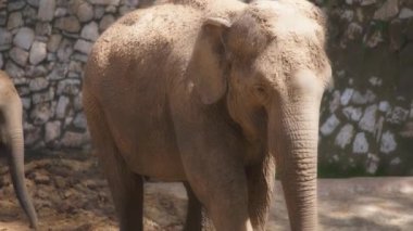 Hayvanat bahçesinde uyanan Asya fili