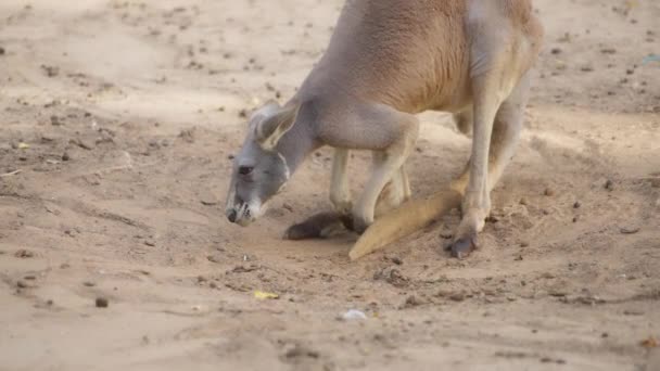 Red kangaroo digging in the ground — Videoclip de stoc